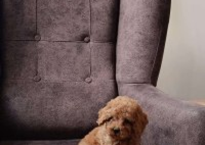 Toy  poodle 3 aylık